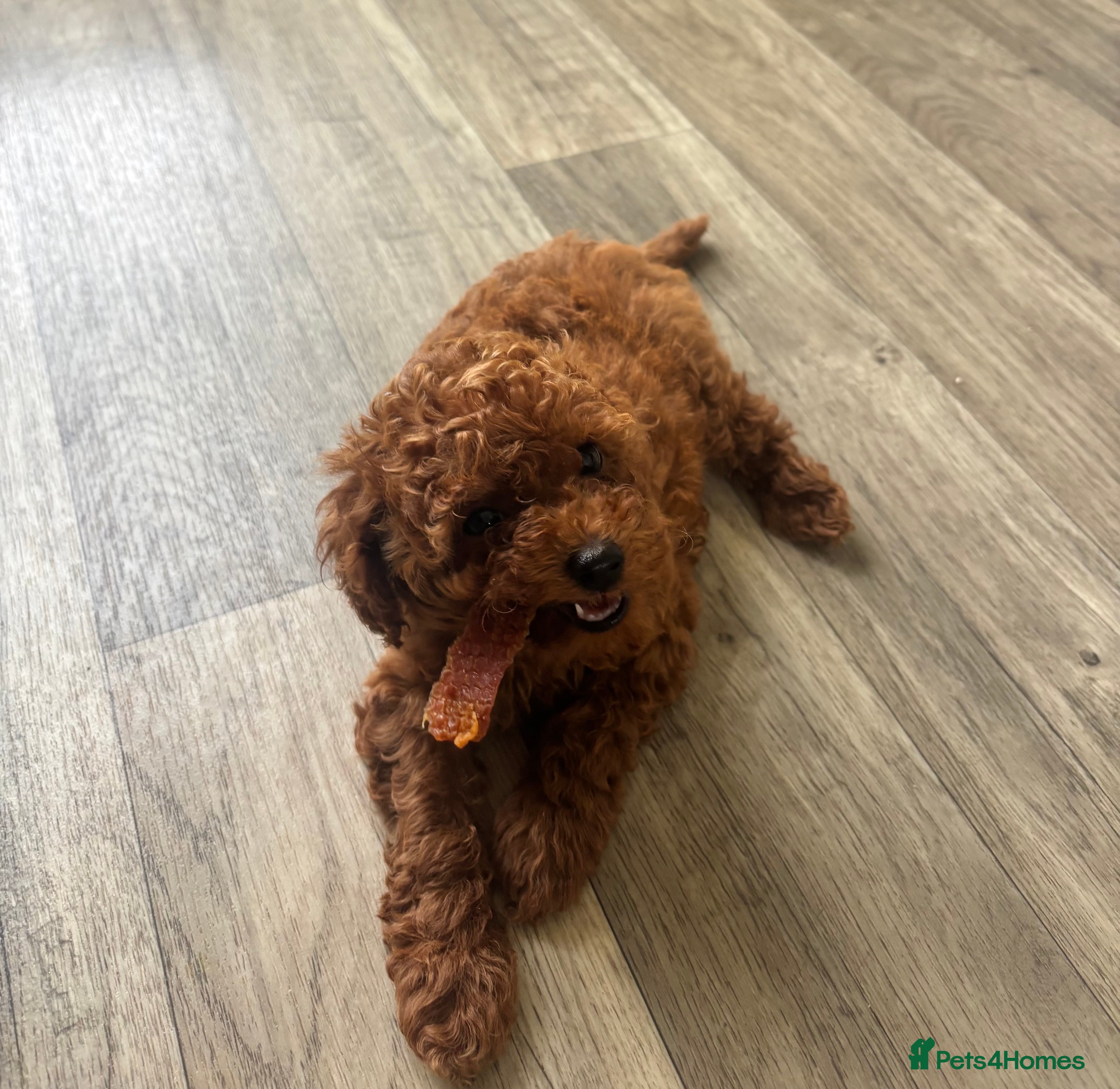 Toy Poodle dogs Asian + Toy poodle red brown  - Advert 16