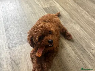 Toy Poodle dogs Asian + Toy poodle red brown - Advert 16