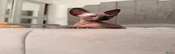 Sphynx cats for sale: !🌺🫶 Ready NOW!! - Advert 30