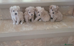 Maltipoo dogs for sale: Adorable maltipoo puppies are ready for sale  - Image 4