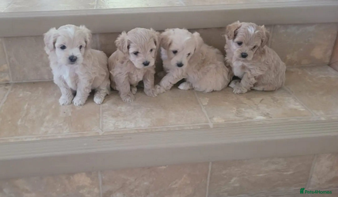 Maltipoo dogs for sale: Adorable maltipoo puppies are ready for sale  - Image 4