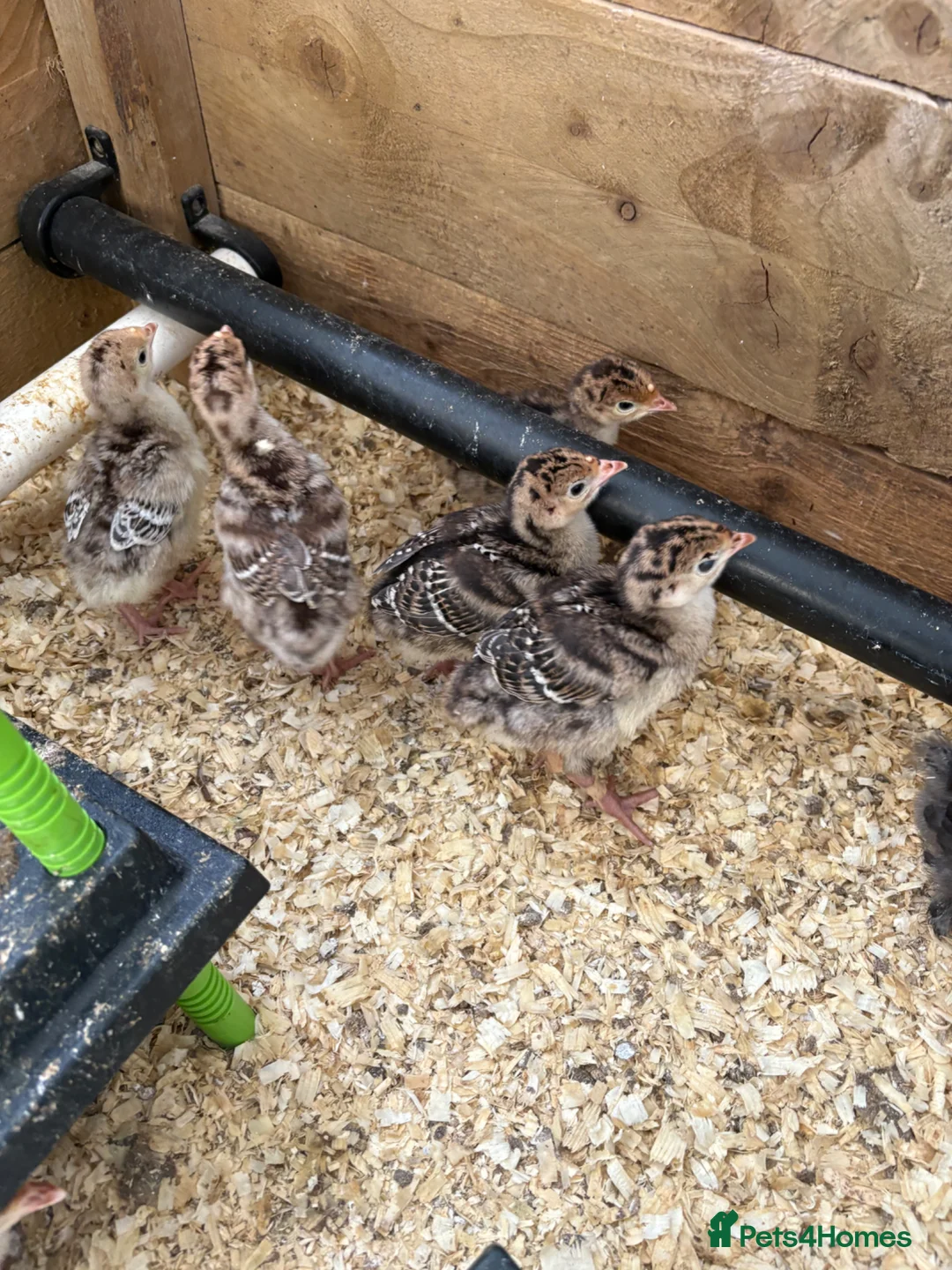 Turkeys poultry for sale: Norfolk bronze turkeys - Advert 2