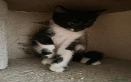 British Shorthair cats for sale: 💕✨ 4 Kittens ready for a new home 💕✨ kitten - Image 18