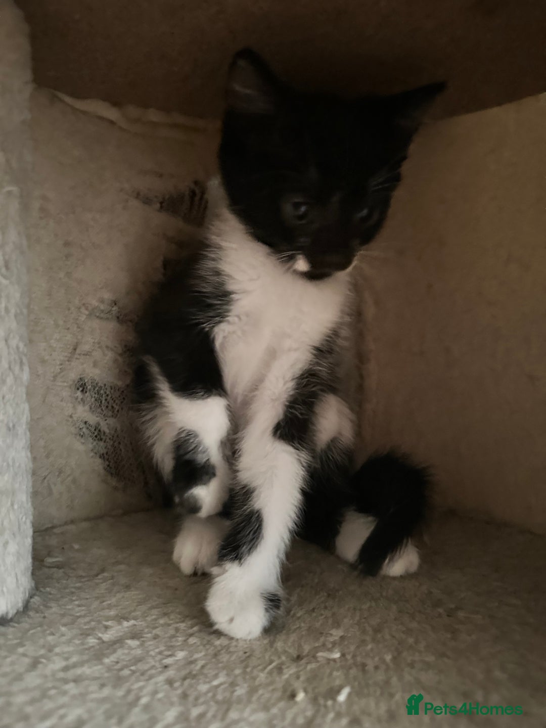 British Shorthair cats for sale: 💕✨ 4 Kittens ready for a new home 💕✨ kitten - Image 18