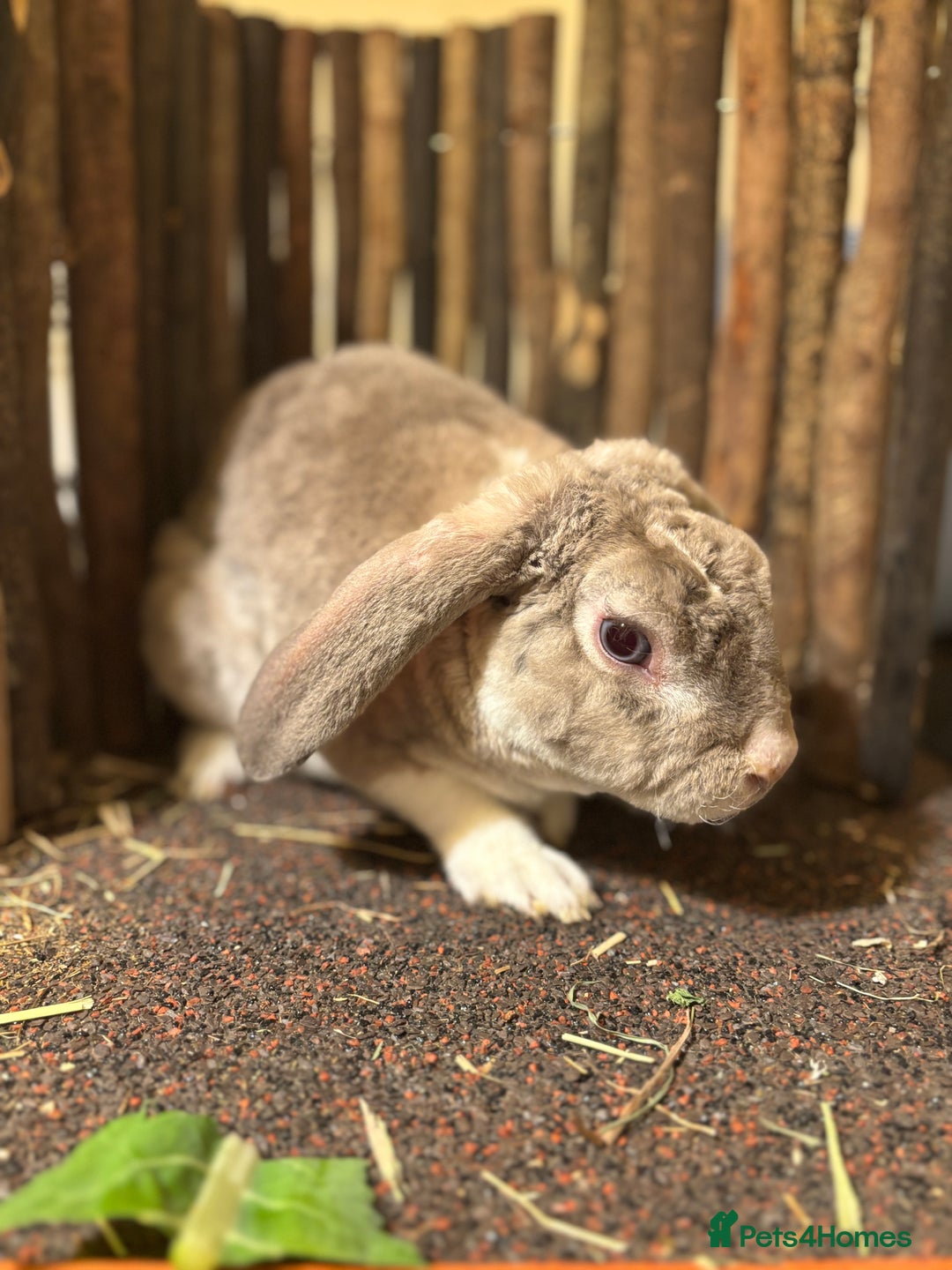 Mini Lop rabbits for sale: Chinchilla vm mini plush lop buck ✨ - Advert 1