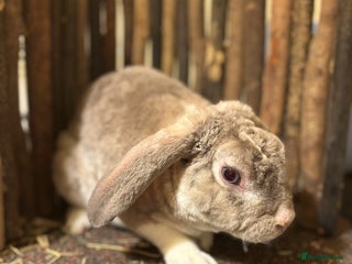 Mini Lop rabbits Chinchilla vm mini plush lop buck ✨ - Advert 1