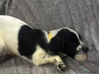 Cocker Spaniel dogs Working cocker spaniels - Advert 3