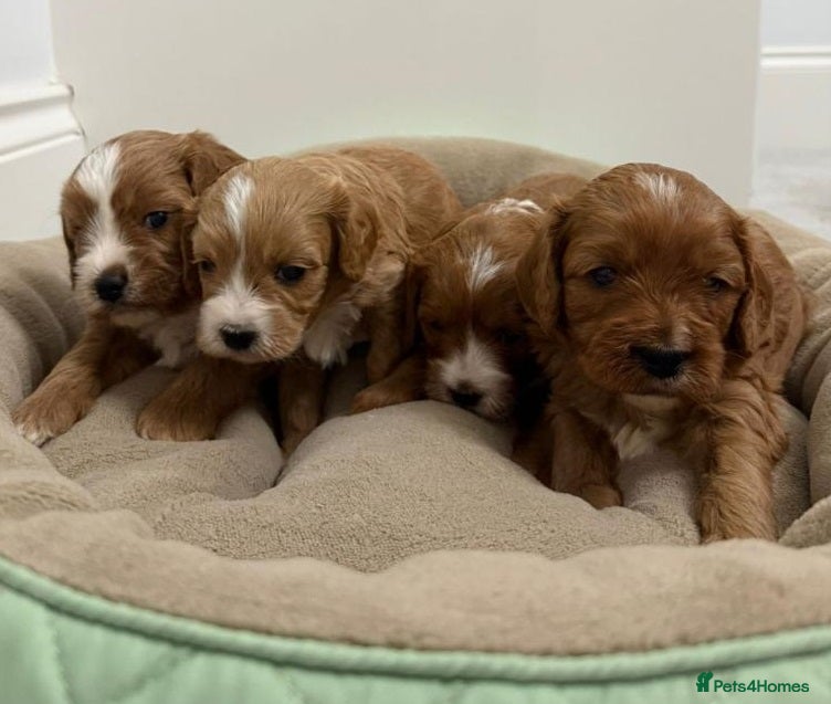 Cavapoo dogs ✨ Toy/Mini Cavapoo Puppies – Family Home Reared ✨ - Advert 2