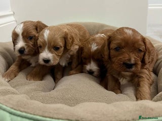 Cavapoo dogs ✨ Toy/Mini Cavapoo Puppies – Family Home Reared ✨ - Advert 4