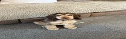 Cocker Spaniel dogs for stud: Cocker Spaniel STUD  - Advert 9