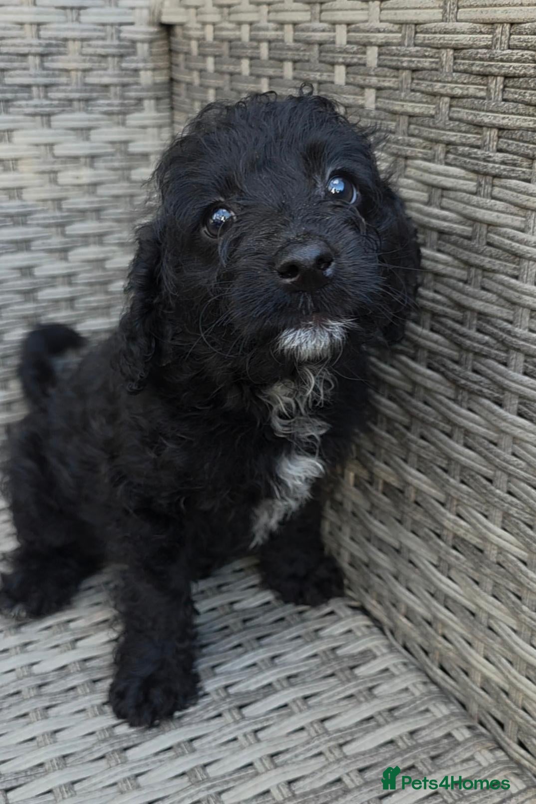 Labradoodle dogs Last 1..£950 healthy playful F1b Labradoodle pups - Advert 3