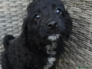Labradoodle dogs Last 1..£950 healthy playful F1b Labradoodle pups - Advert 3