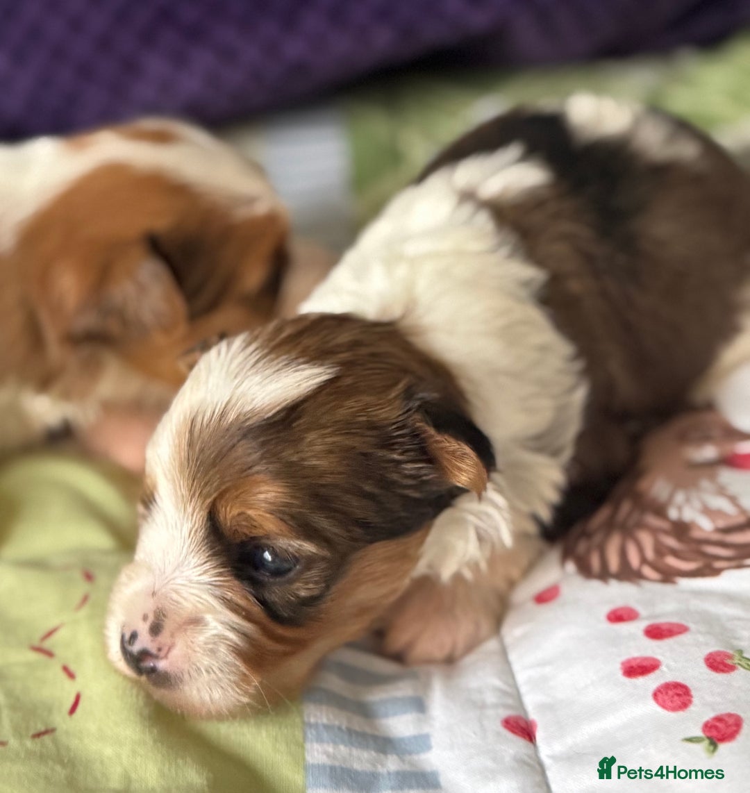 Yorkshire Terrier dogs for sale: Adorable Health Tested Coloured Yorkies (Biewer)  - Advert 2