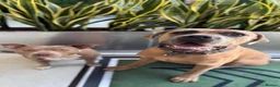 Cane Corso dogs for sale: 20 month male neutered cane corso  - Advert 2