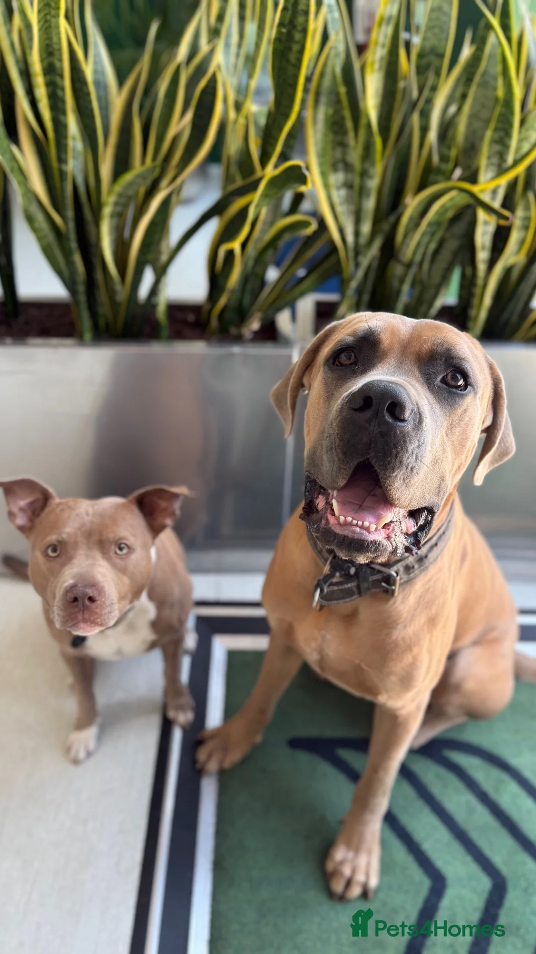 Cane Corso dogs for sale: 20 month male neutered cane corso  - Advert 2