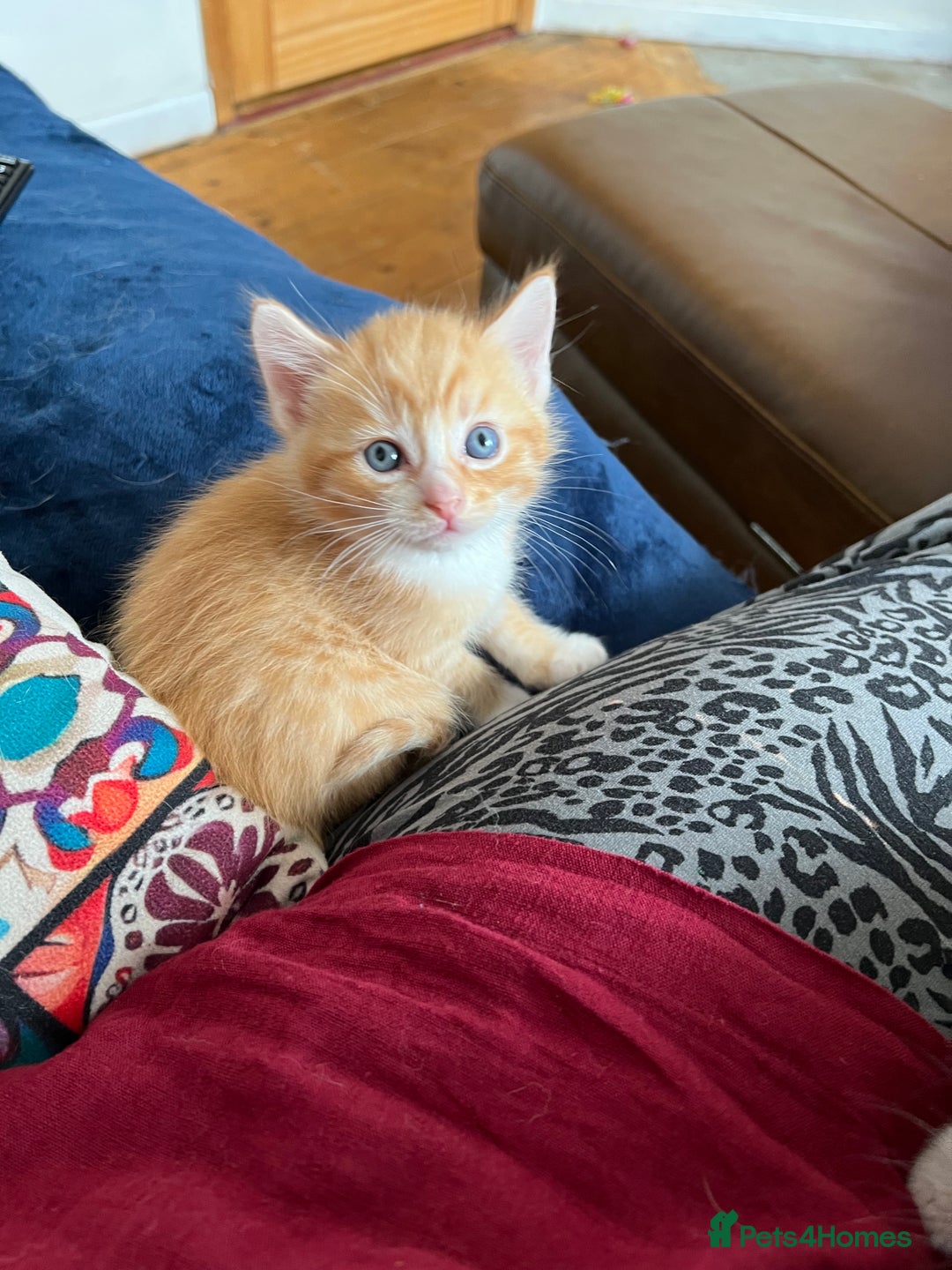 Mixed Breed cats for sale: Ragdoll cross kittens - Image 3