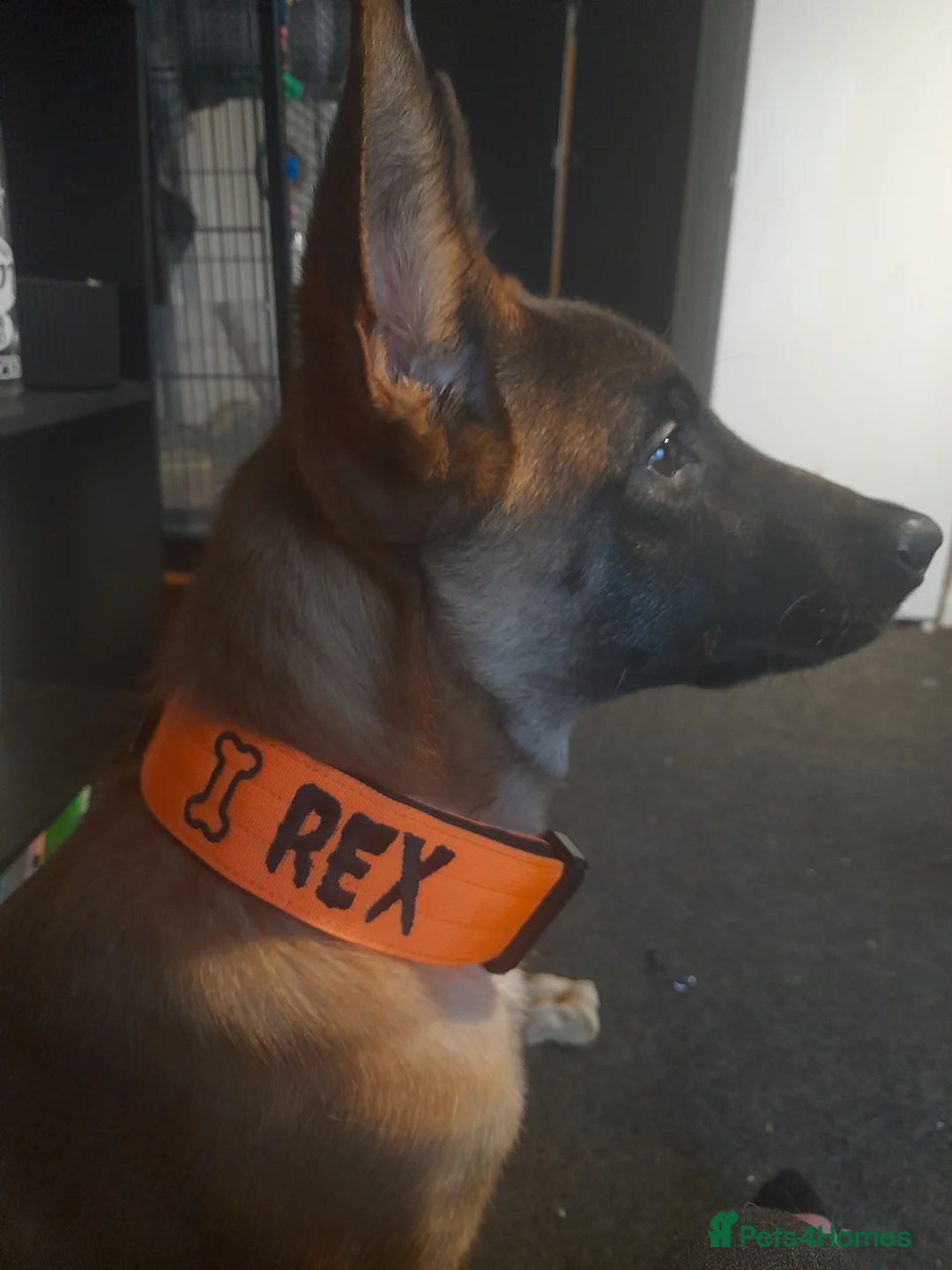 Belgian Shepherd Dog dogs for sale: Rex the malinois - Advert 2