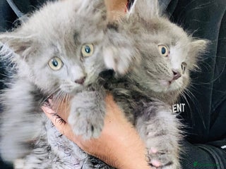 Mixed Breed cats - Advert 3
