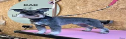 Miniature Schnauzer dogs for sale: 4 Beautiful KC Registered Puppies – 1 Girl, 3 Boys - Advert 4