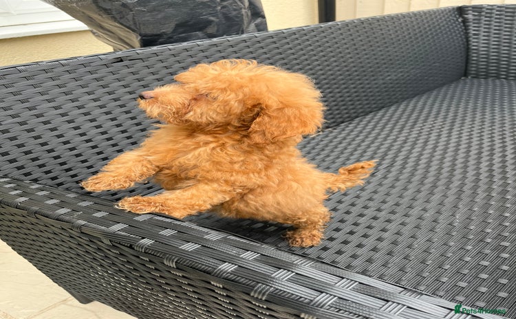 Miniature Poodle dogs - Advert 5