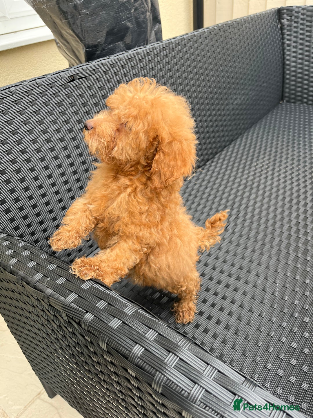 Miniature Poodle dogs for sale: 2 Beautiful boys looking for their forever home  - Image 2