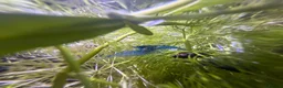 Shrimps fish for sale: Blue velvet shrimp neocaridina in Thornton Heath - Advert 6