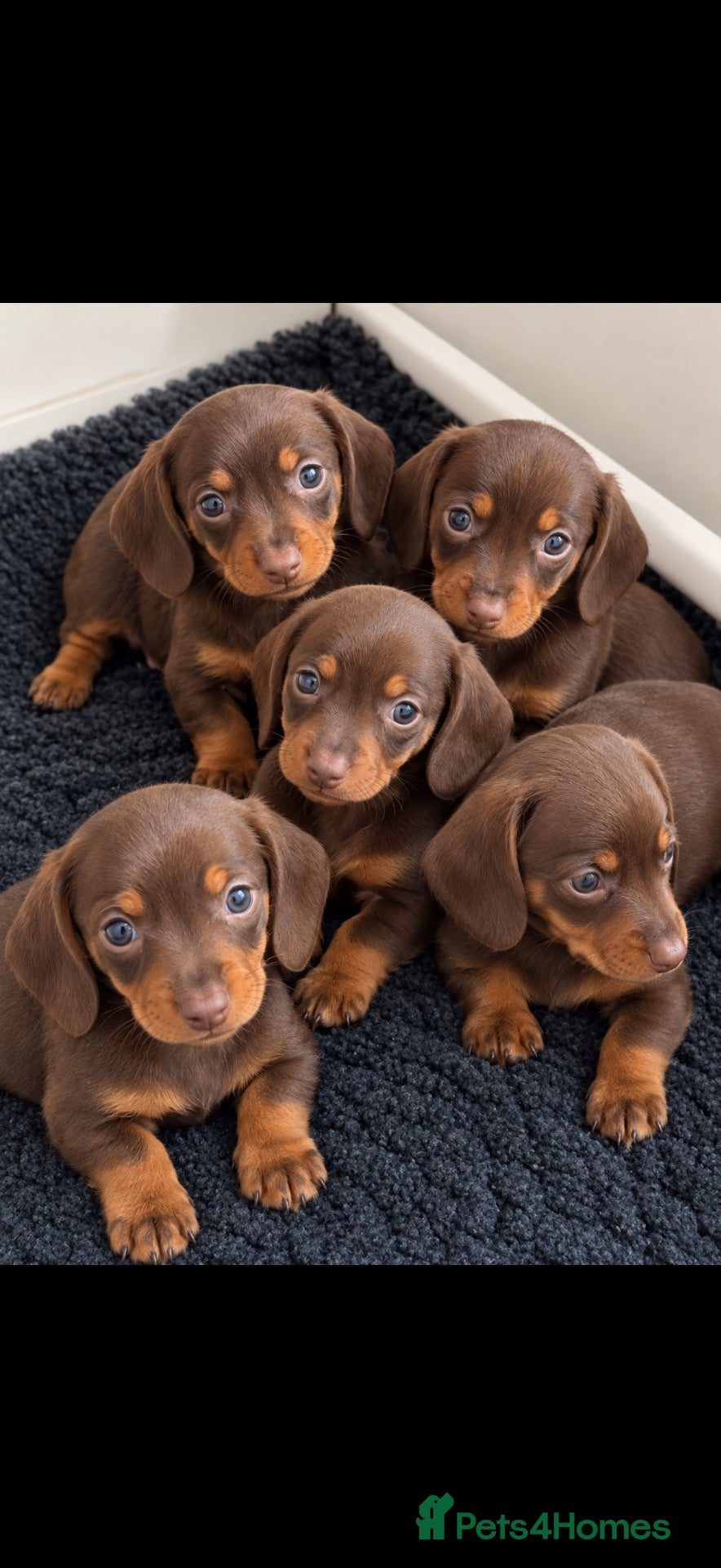 Miniature Dachshund dogs Our Therapy Dog Winnie had had 5 beauties  - Advert 1