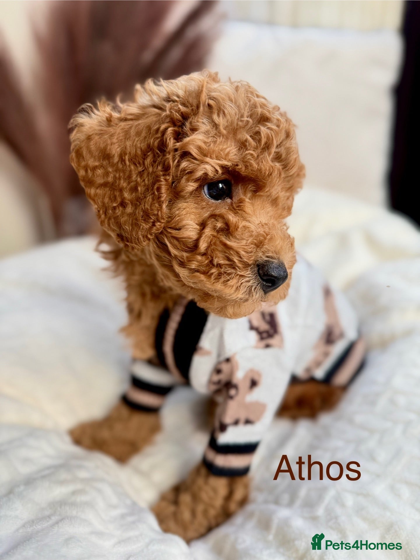 Toy Poodle dogs Premium KC Lineage/ DNA CLEAR - Advert 2