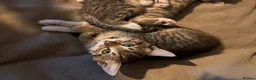 Mixed Breed cats for sale: 5 beautiful kittens  - Advert 9
