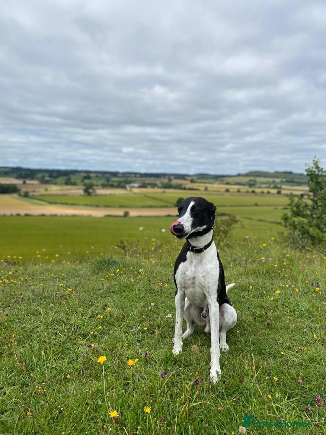 Whippet dogs for sale: The best puppies ever! - Image 21