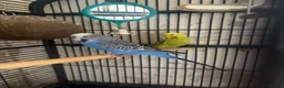 Budgerigars birds for sale: Winnie & Blue with large cage in Colchester - Advert 3