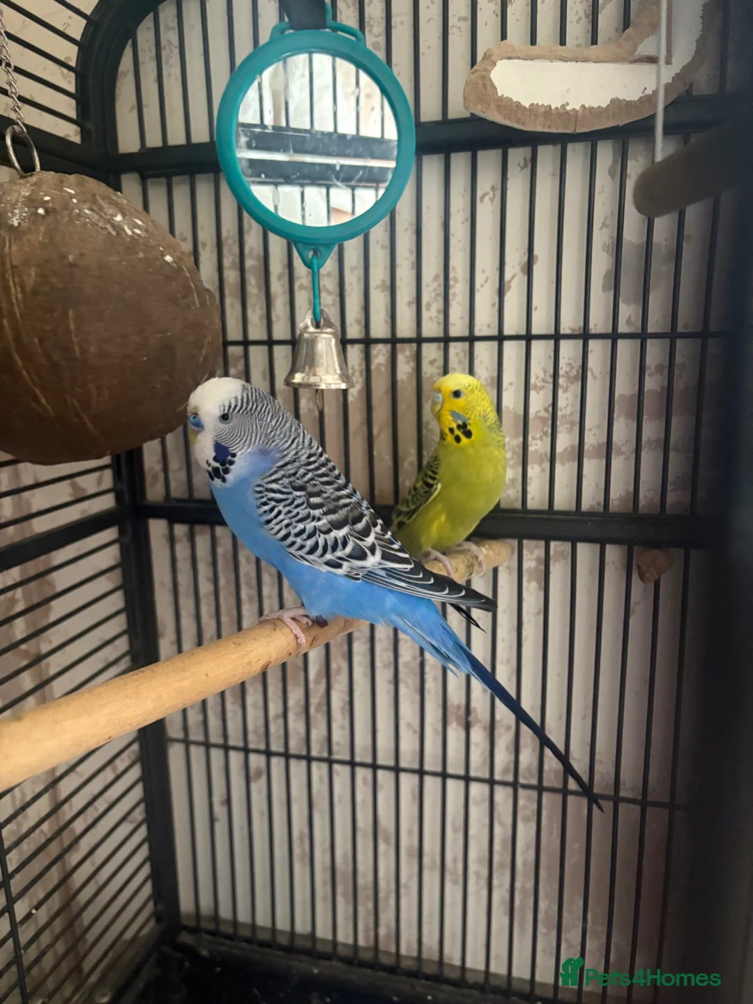 Budgerigars birds for sale: Winnie & Blue with large cage in Colchester - Advert 3