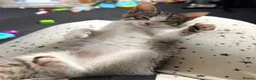 Mixed Breed cats for sale: Tabby kitten  - Advert 12