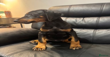 Dobermann dogs - Advert 4