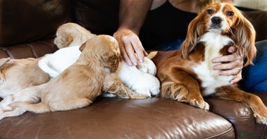 Cockapoo dogs - Advert 5