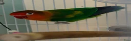 Lovebirds birds for sale: Pair of Beautiful Bonded Lovebirds with Large Cage in Carshalton - Advert 7