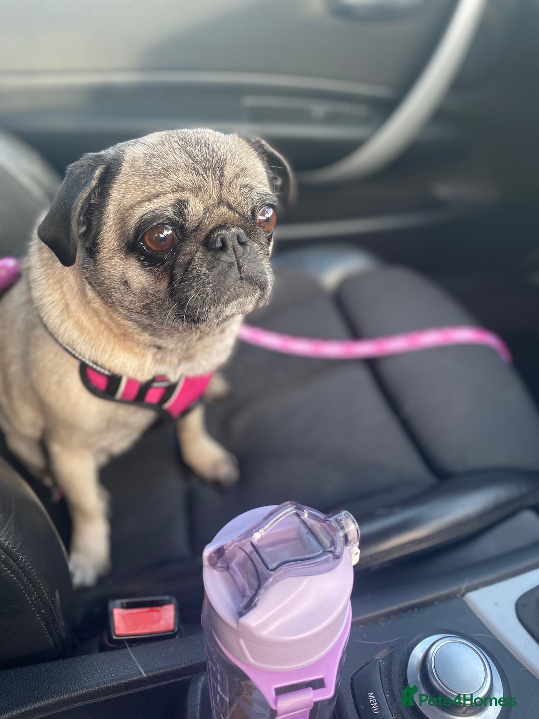 Pug dogs for sale: The sweetest 8 year old Female Pug  - Advert 11