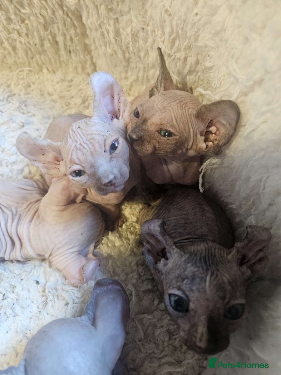 Sphynx cats Gorgeous full breed Sphynx kittens🐾 - Advert 1