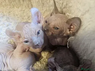Sphynx cats Gorgeous full breed Sphynx kittens🐾 - Advert 3
