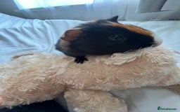 Guinea Pig rodents for sale: 2 male guinea pigs🥹 - Image 2