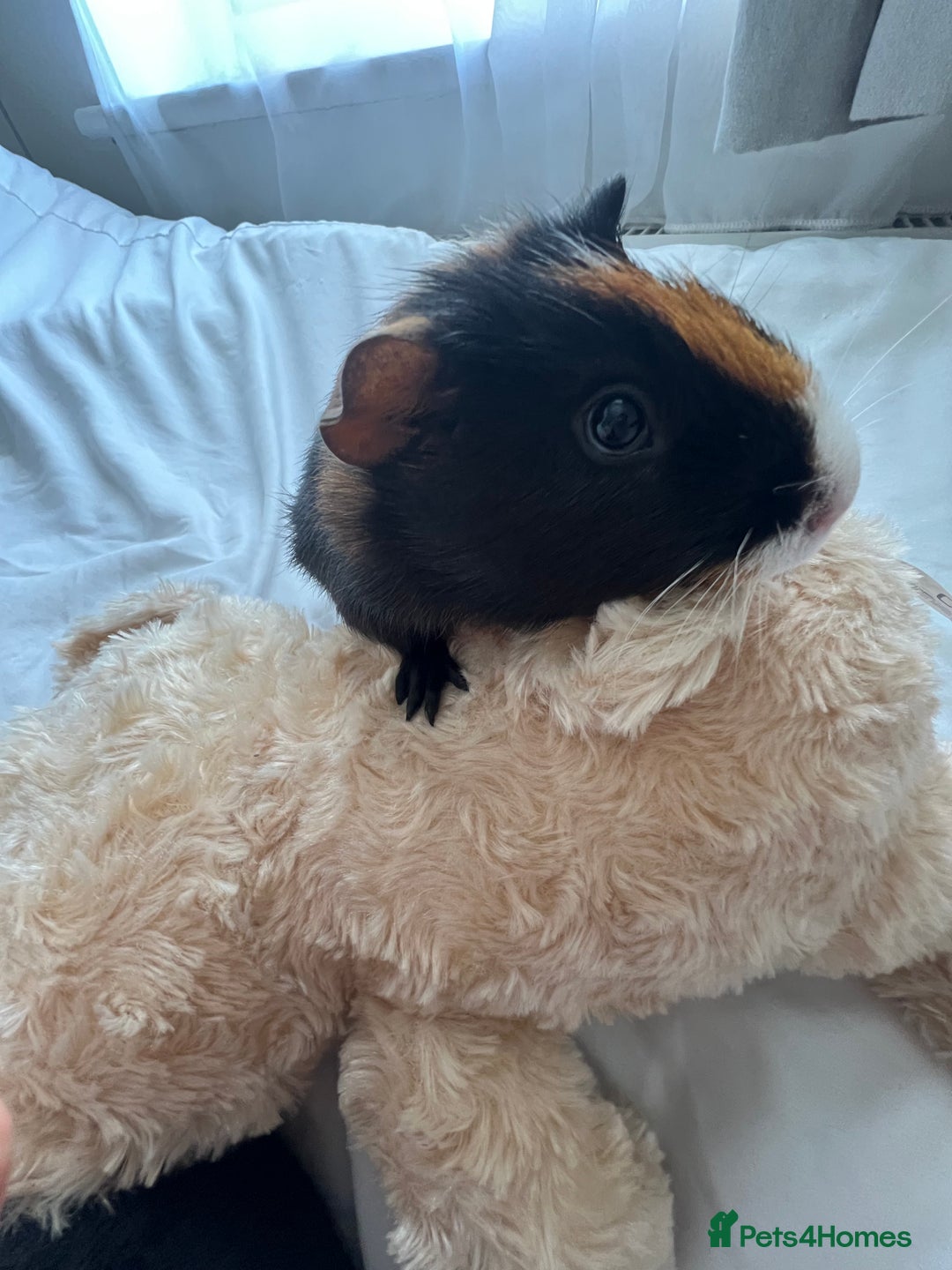 Guinea Pig rodents for sale: 2 male guinea pigs🥹 - Image 2