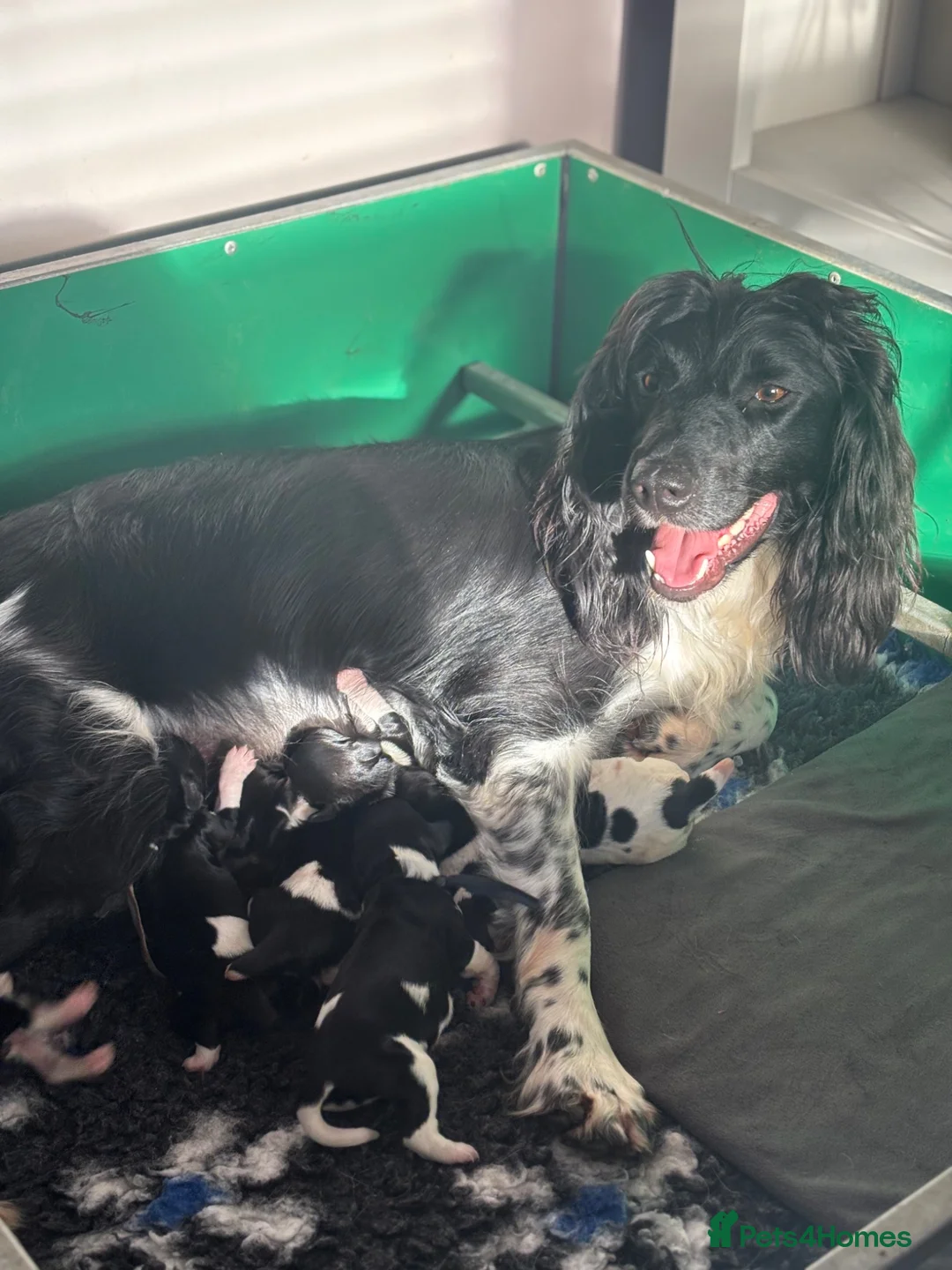 English Springer Spaniel dogs for sale: Kc health tested Springer spaniel pups  - Advert 1