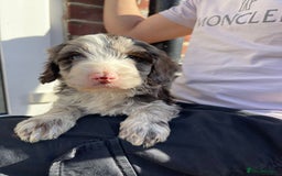 Cockapoo dogs for sale: Adorable Cockerpoo Puppies Ready - Image 22