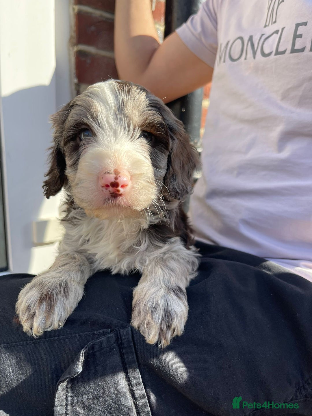 Cockapoo dogs for sale: Adorable Cockerpoo Puppies Ready - Image 22