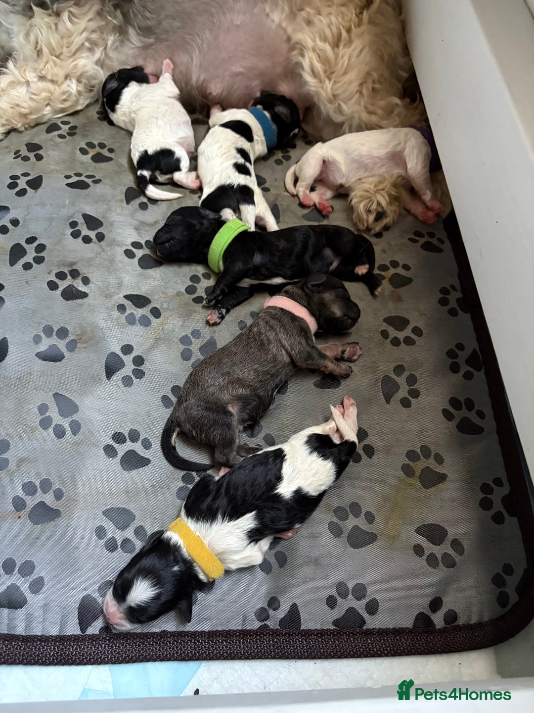Mixed Breed dogs for sale: 6 beautiful Shihpoo + cotton de Tulear puppies - Image 4