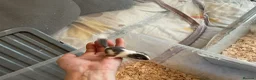 Mouse rodents for sale: Pied dormice ; grass striped mice  - Advert 3