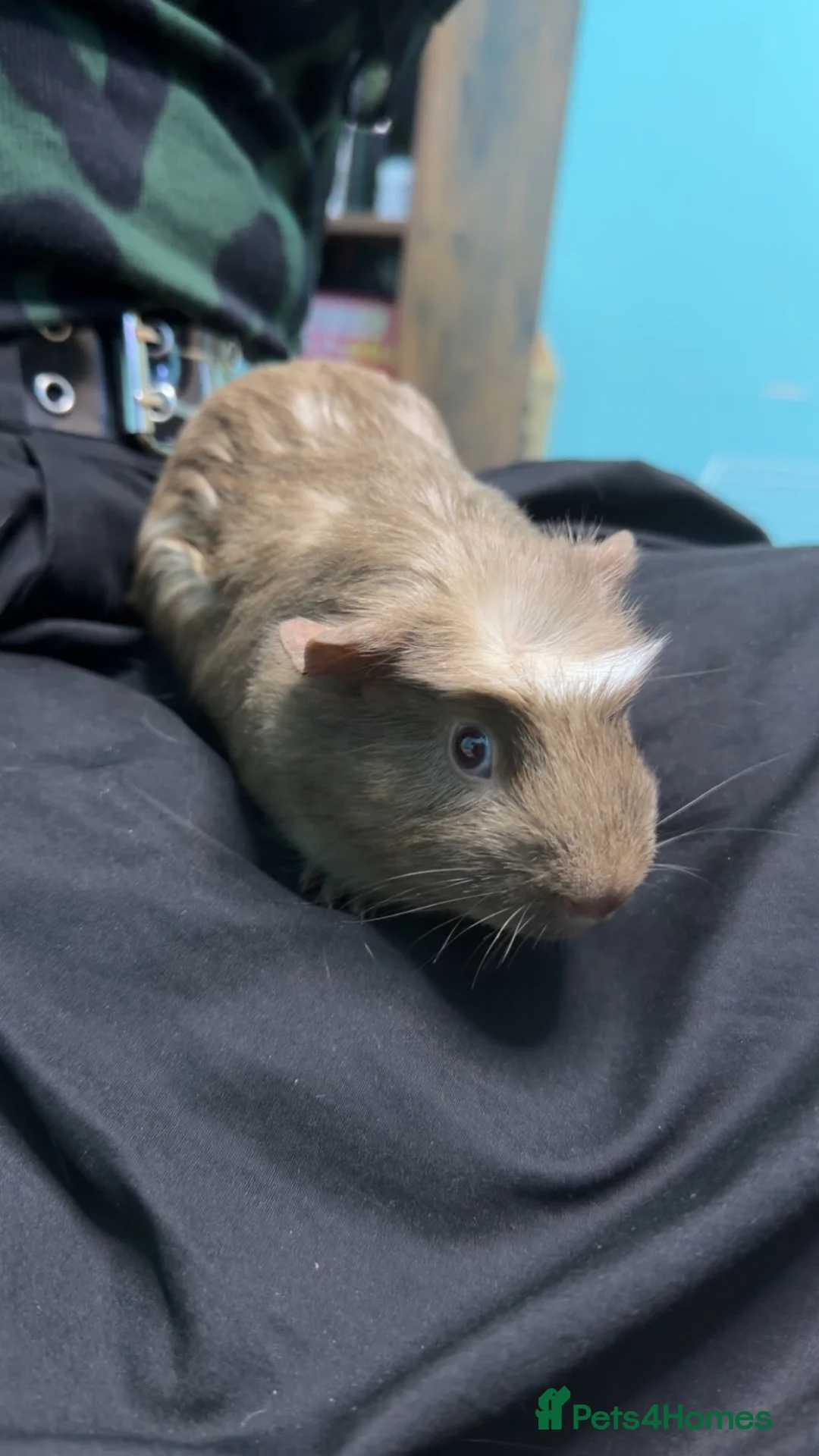 Guinea Pig rodents for sale: 2 guinea pigs + cage  in Slough - Advert 1