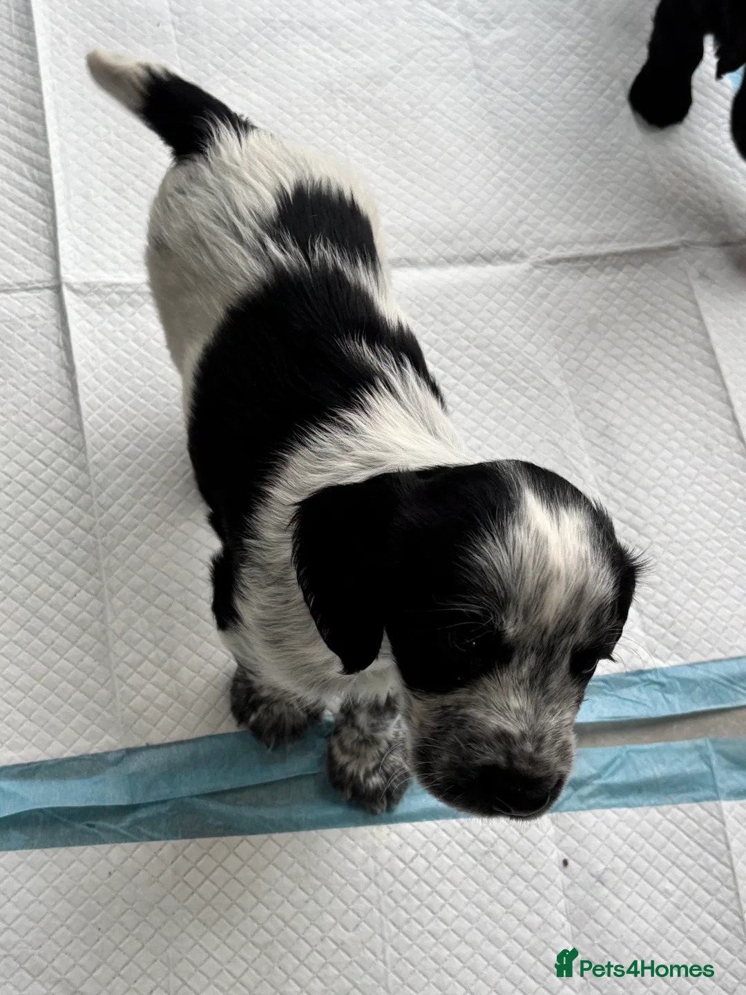 Cocker Spaniel dogs for sale: Working cocker spaniel puppies  - Advert 8