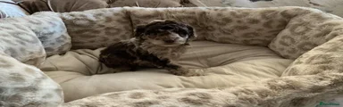 Miniature Poodle 2