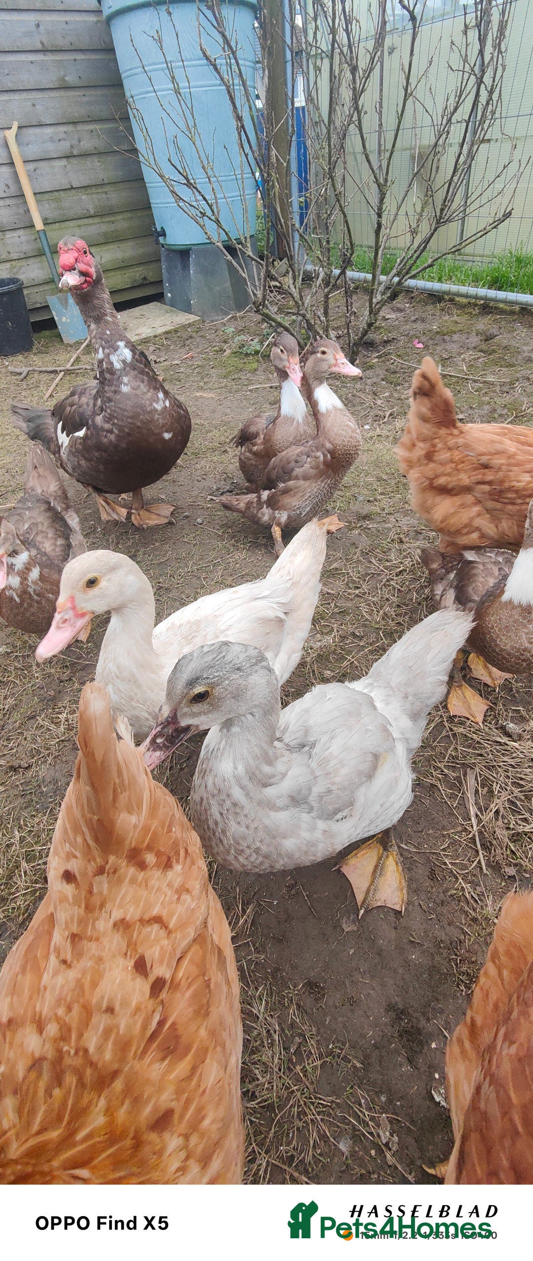 Ducks poultry for sale: Muscovy duck  - Advert 2